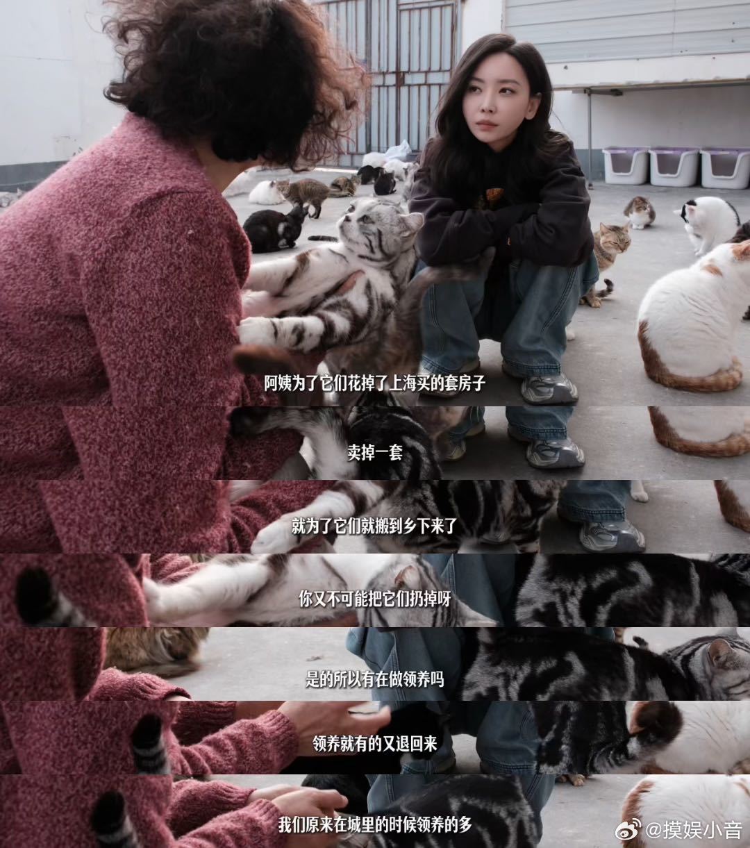 于文文呼吁领养代替购买的vlog里记录下了流浪猫救助站的每一个真实瞬间，那些被