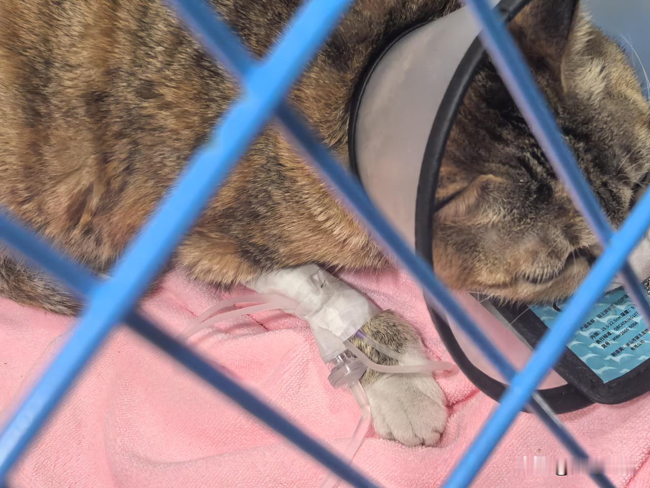 各行各业都不好混啊！今天去给猫输液，和宠物医生聊了一会儿。我说：“你们这行好