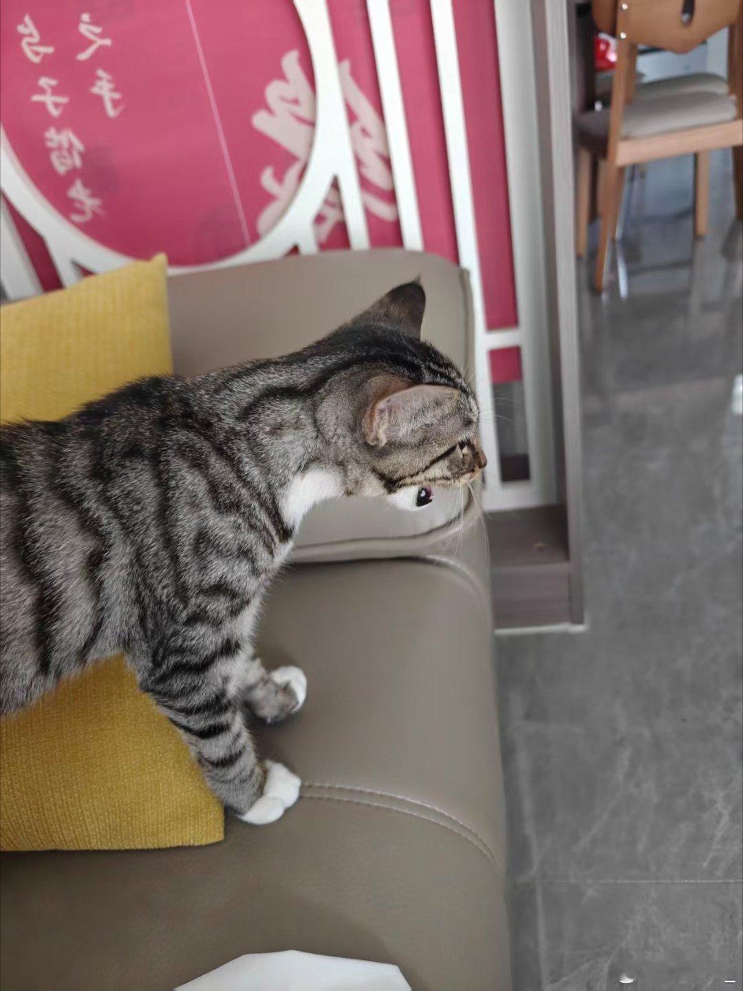 突然发现猫也会断崖式衰老很多铲屎官都会感慨，猫咪会出现断崖式衰老。前阵子还能上蹿