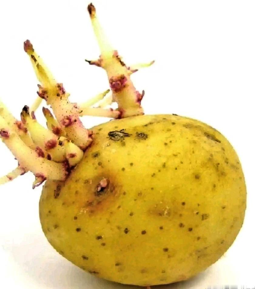 这几天满屏都是青菜，白菜，卷心菜，都火的一塌糊地，这些菜都被你们发火了！我实在找