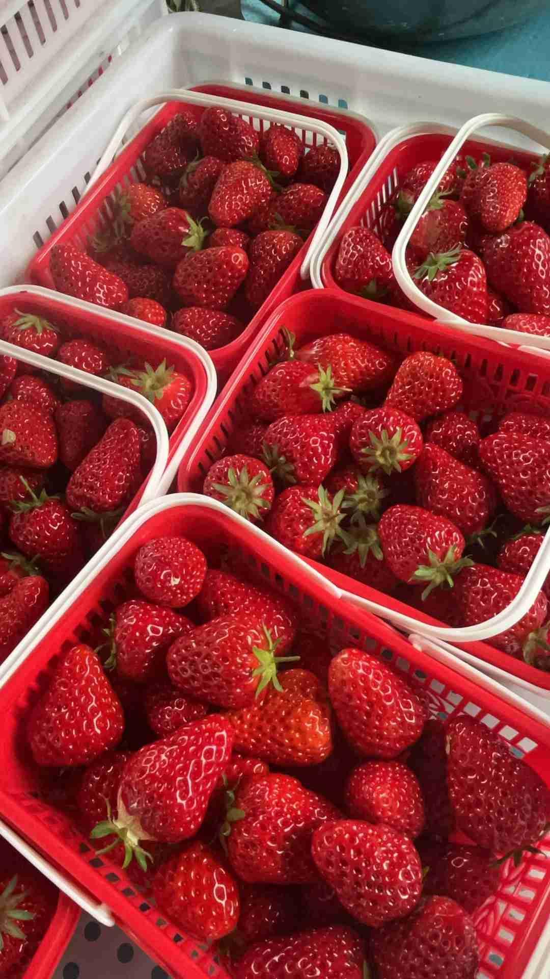 生活需要仪式感，那就从一颗精心挑选的草莓开始吧，在这绚烂季节，草莓如诗般点缀生活