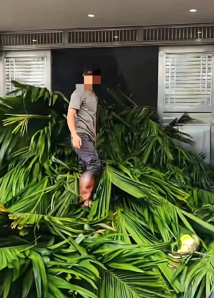 相信今天全国的朋友都刷到了这个消息海南很多农民辛辛苦苦种的槟榔树，不清楚什么原