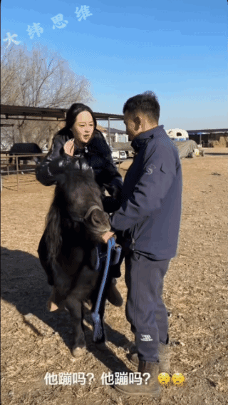 驴彻底生气了，美女被摔惨了！