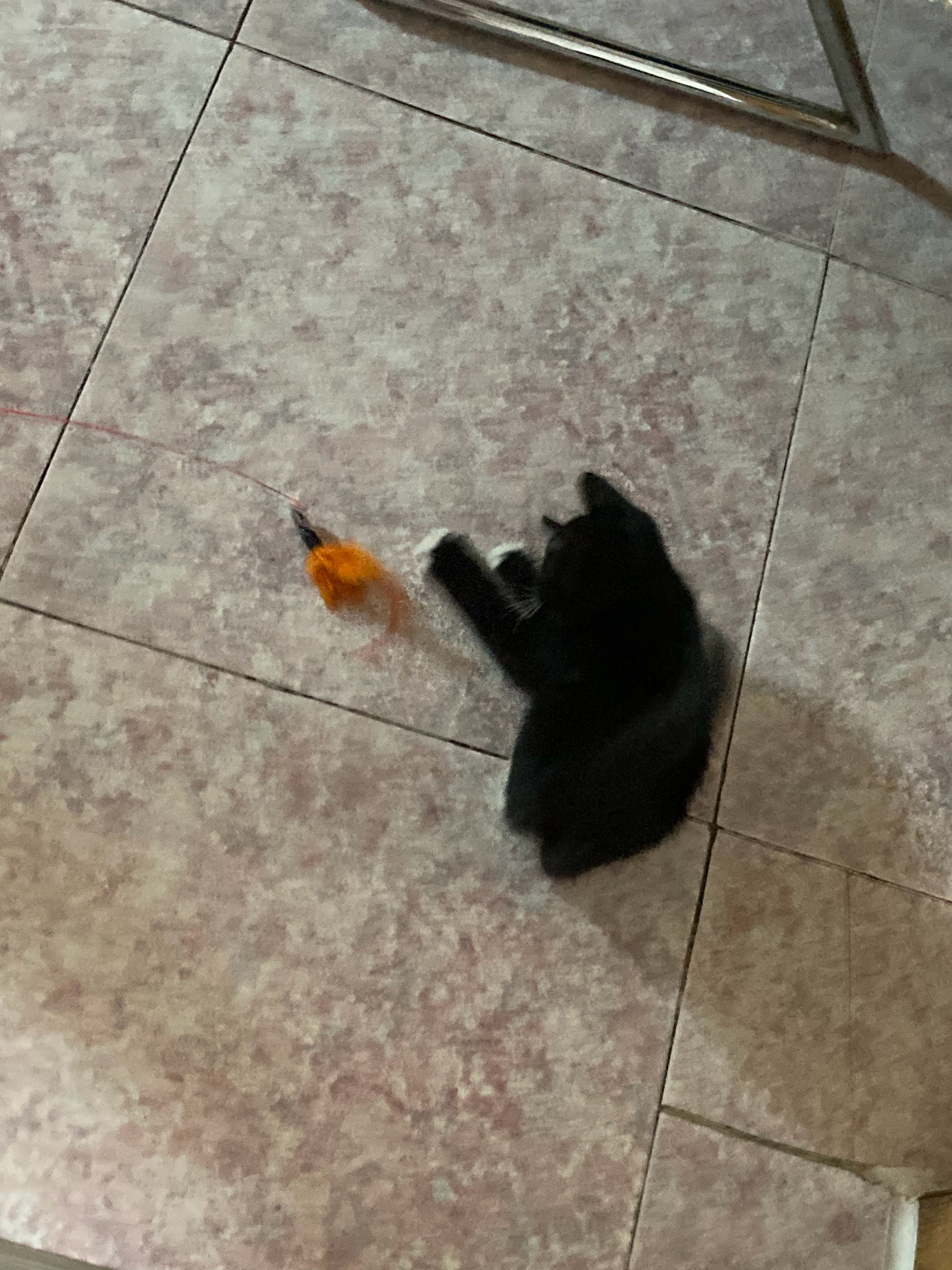 这就是奶牛猫吗（（（本来它睡醒之后特别正常(?)的在整个屋子散步，偶尔会小跑两步
