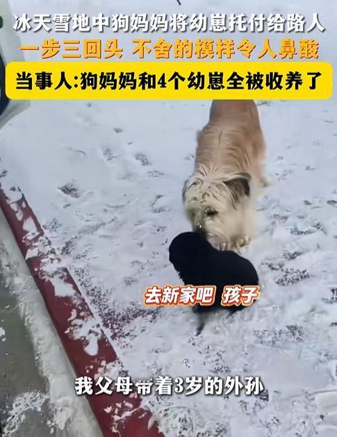 新疆阿勒泰，冰天雪地里，一只狗妈妈做出了让所有人都心碎的决定。它叼着自己刚刚出生