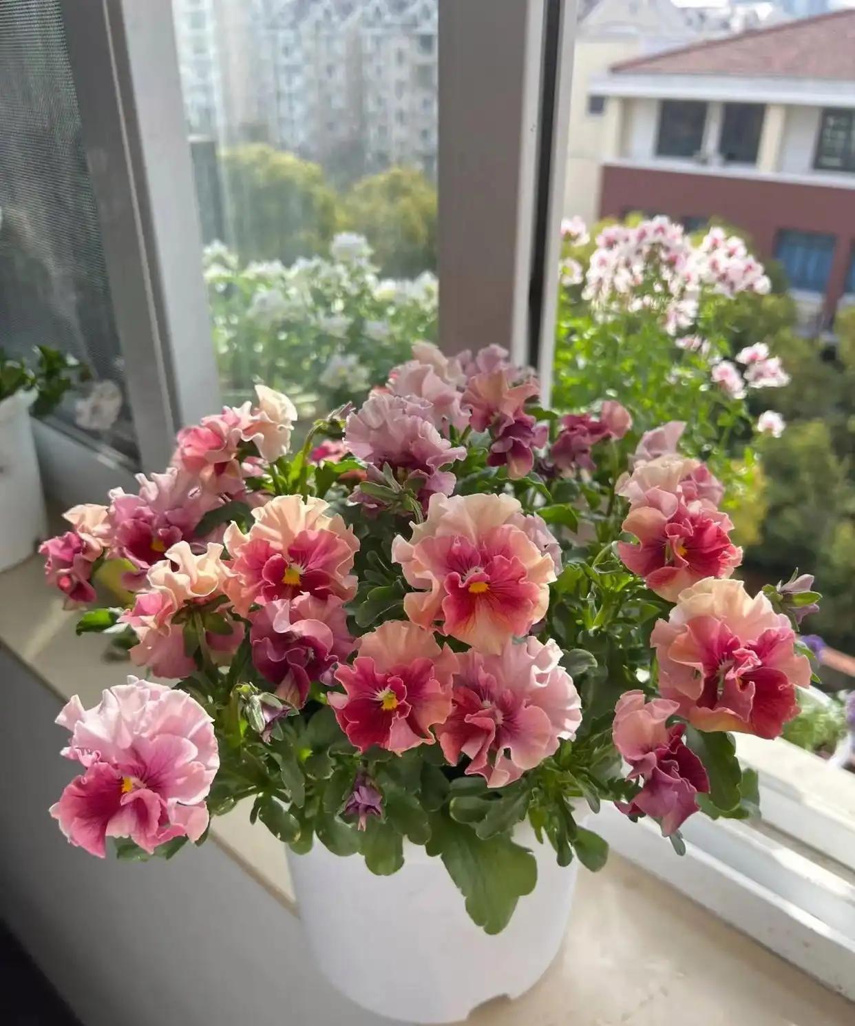 角堇是一种花期长、花色丰富且适合新手养护的冷凉型植物。角堇在植物学分类上属于多