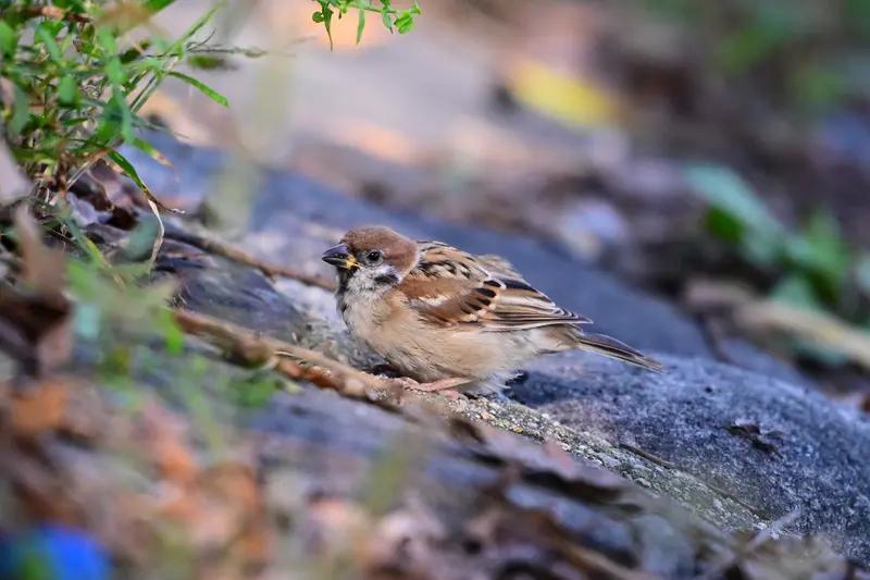 死在水边的麻雀（现代诗）水，教我如何说谎——把天空的蓝，说成翅膀的灰；