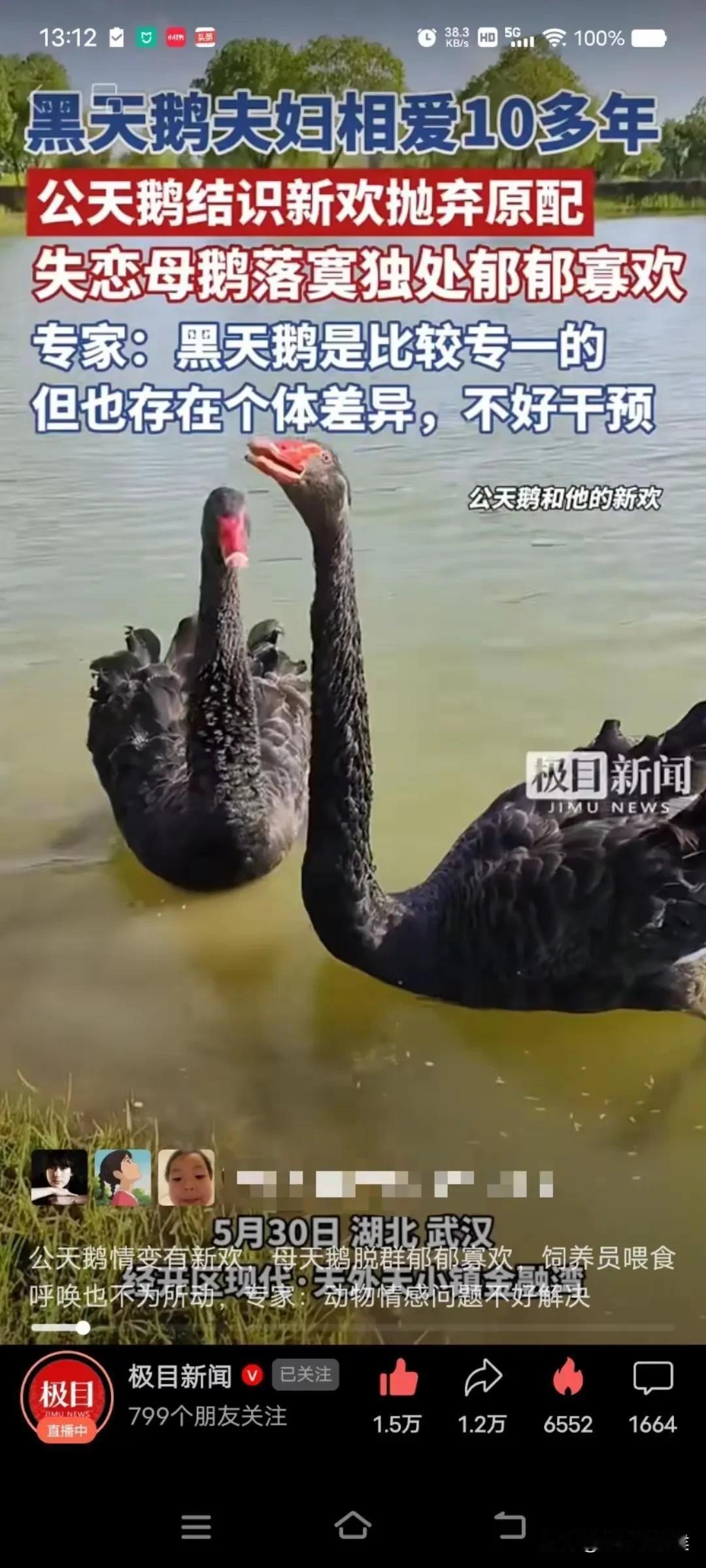 十年恩爱一朝散尽，“黑天鹅事件”最新后续来了！渣鹅和新欢又重新在一起，甚至不惜去