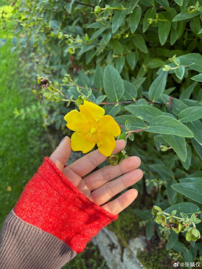 张婧仪意大利plog包含托斯卡纳明信片内容，画面里她坐在石板路上，身旁是盛开