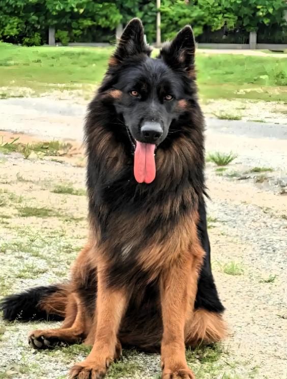 山东籍女子一家到云南旅游，在服务区休息时，60多岁老母亲出去溜达，突然被一只未拴