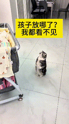 你瞅瞅这猫咪，活脱脱一个操心的老管家！宝宝放婴儿车里，它踮着脚扒拉半天也看不见，