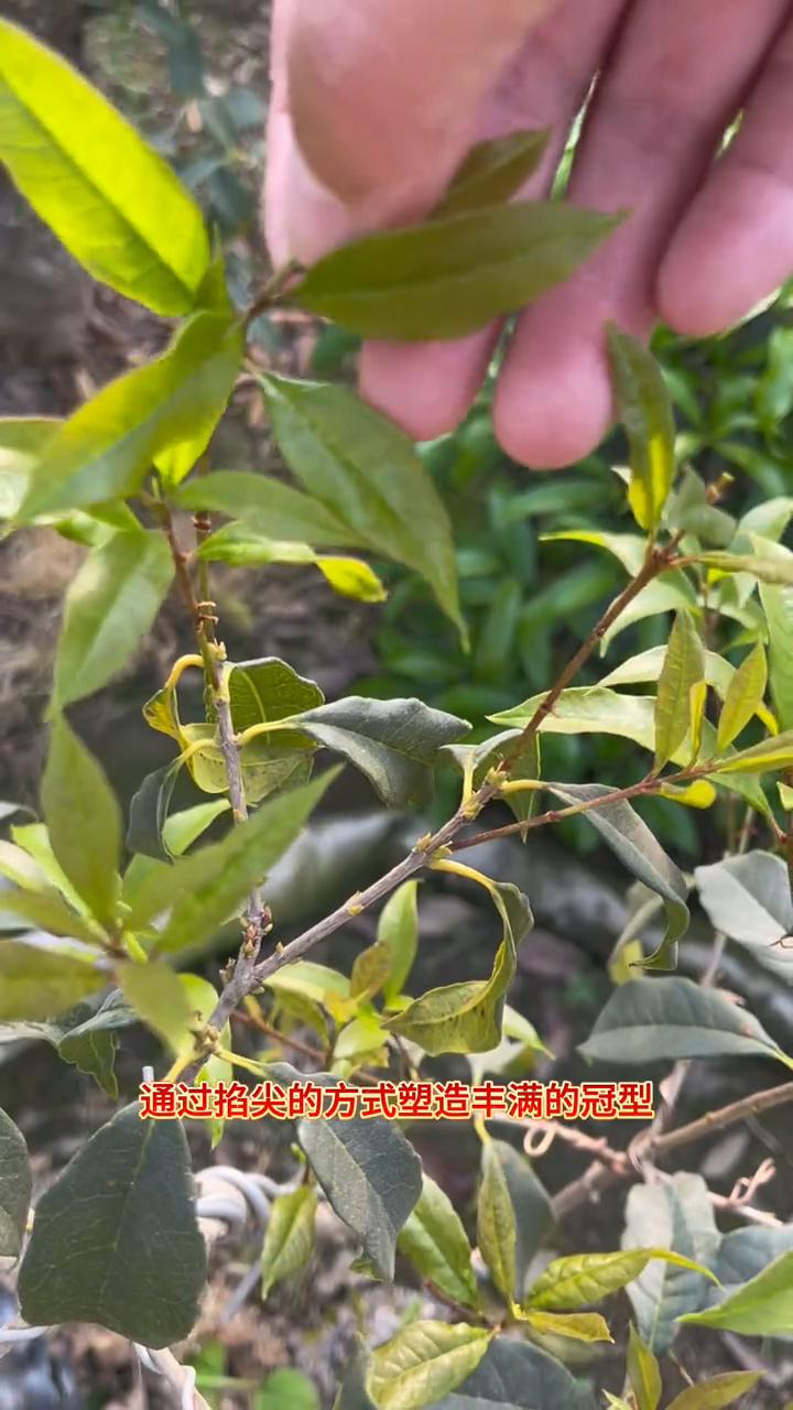 张家桂花盆景：桂花掐尖抹芽，塑造完美冠型。通过掐尖的方式塑造丰满的冠型。当新长