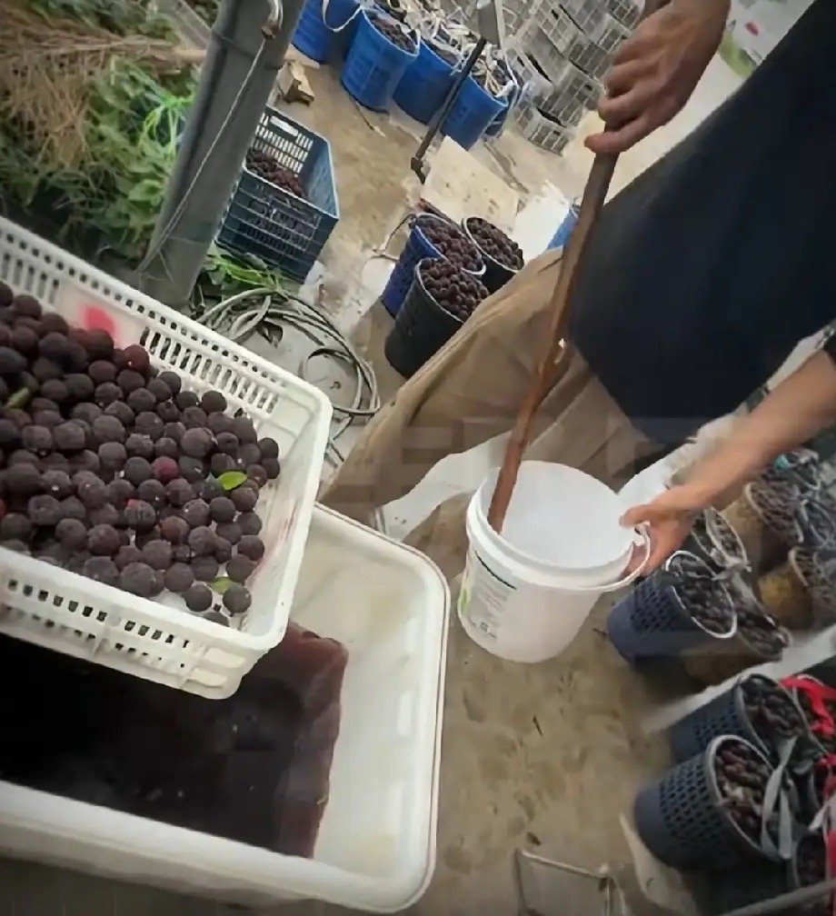 收起你泛滥的同情心，药水泡杨梅，最可怜的是消费者，而不是果农。杨梅泡药水曝光后，