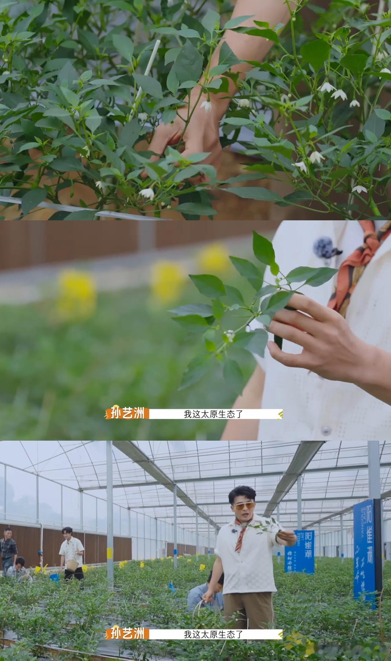 杨迪的公关速度有多快非来不可综艺救场还得看杨迪！孙艺洲误拔辣椒根惹小麻烦，他立