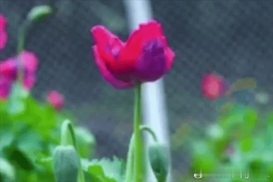 武汉植物园现罂粟花？园方：用于科普配有密码锁据媒体报道，近日有武汉市民发现，武