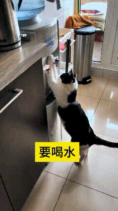 我刷到个视频，这只小奶牛猫真是成精了。渴了不去喝自己碗里的水，非得扒着饮水机站着