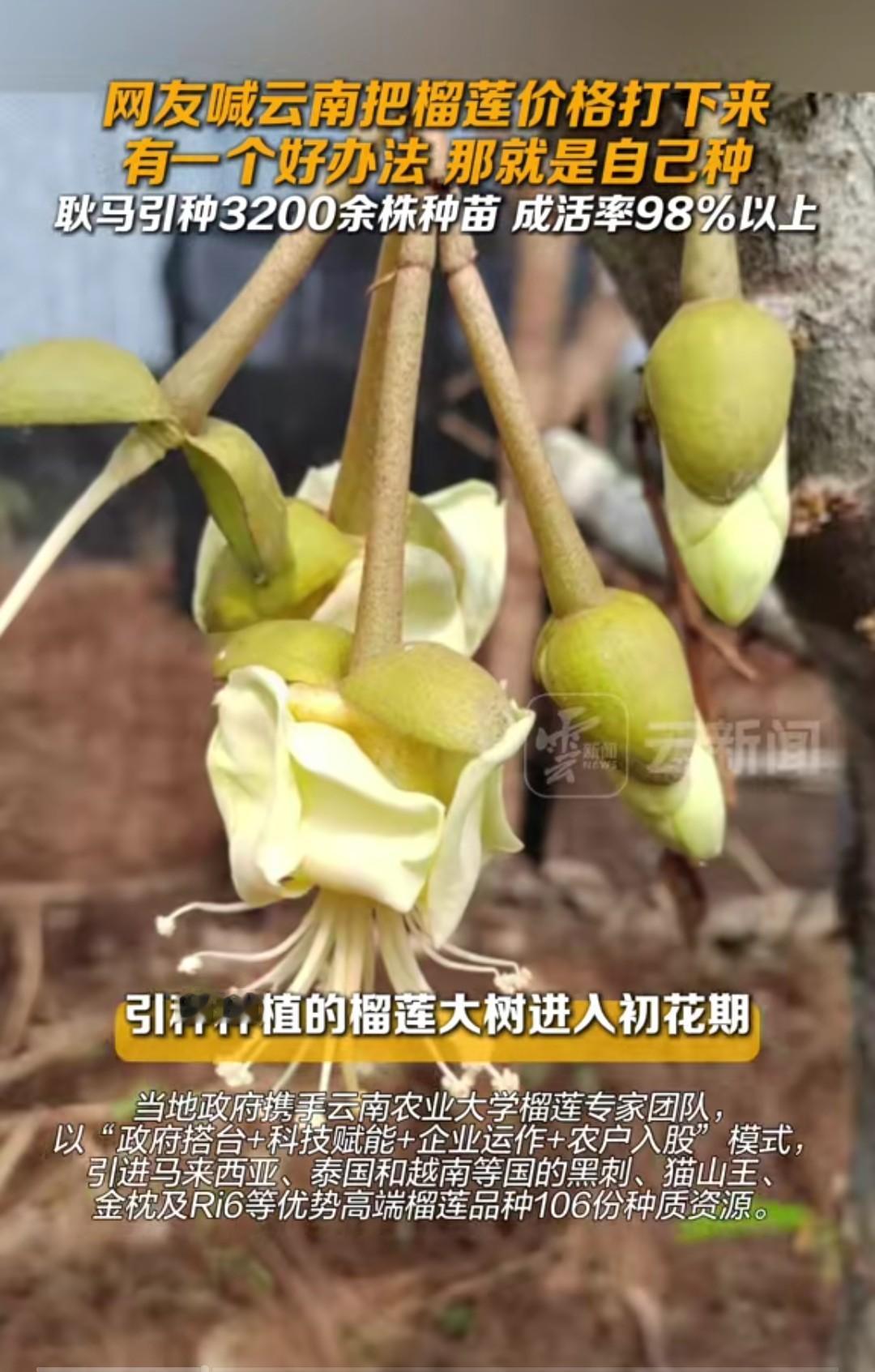 有网友喊话云南“把榴莲价格打下来”，云南能做到吗？我想未来是能的！日前，有报