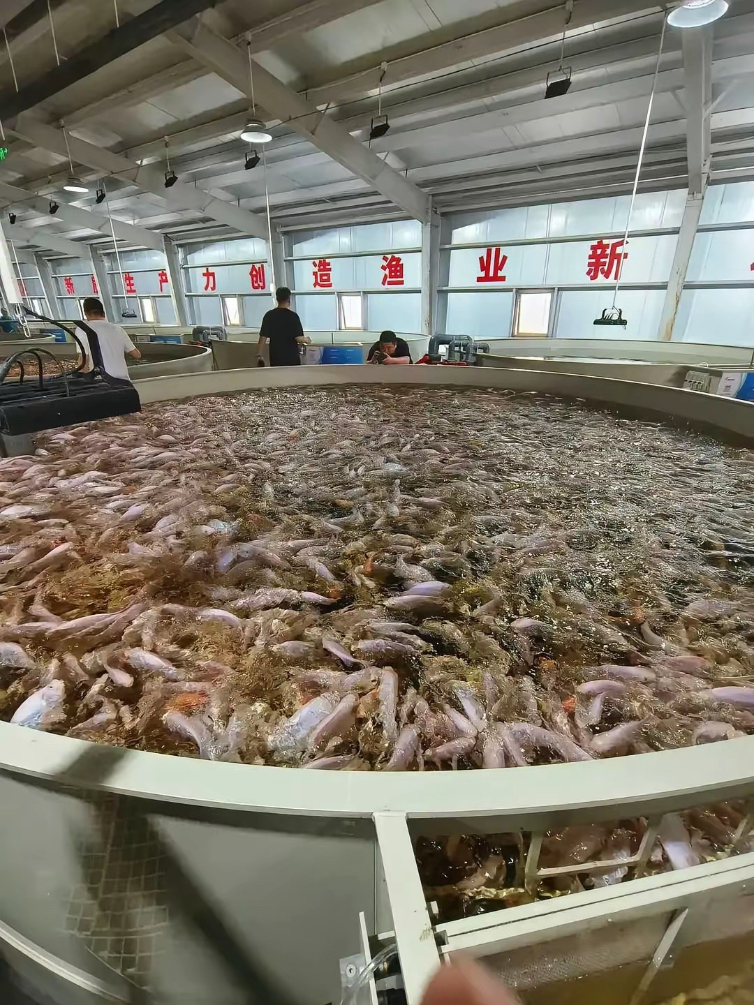 这样的鱼到底养殖给谁吃呢