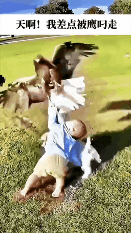 老鹰俯冲抓婴!忠犬一口咬住衣襟死拽,千钧一发救回命刚学会爬的宝宝在院子里玩