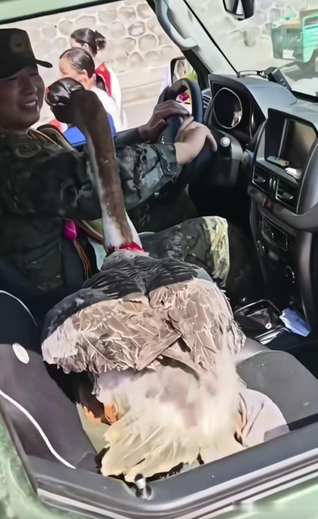 洪水退了，兵哥要走了，贵港一位阿姨抱着大肥鹅，她把鹅脖绑上红绳，使劲的往兵哥哥车