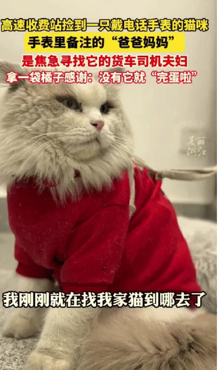 “万万没想到！”浙江，高速收费员在收费站捡到一只穿着衣服的小猫，让人没想到的是它