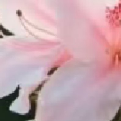 杜鹃花种植：1.土壤选择：杜鹃花喜欢疏松肥沃的弱酸性土壤，可以使用腐叶土、松针