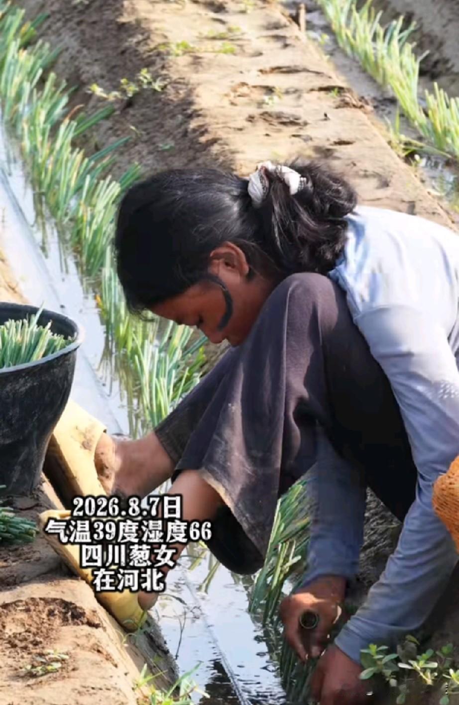 8月7日，河北气温39度，来自四川的栽葱女孩，还依然坚持在田间工作着，你不得不佩