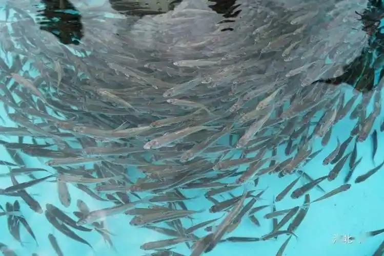 基于搜索到的权威资料，我将从法律政策、生态价值、物种特性、全民保护四个维度续写内