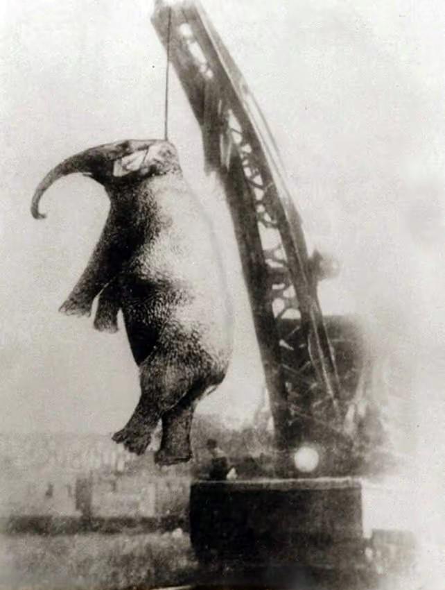 1916年，一头名叫玛丽的大象被吊车绞死，结束了它在马戏团的日子，玛丽体重5吨，
