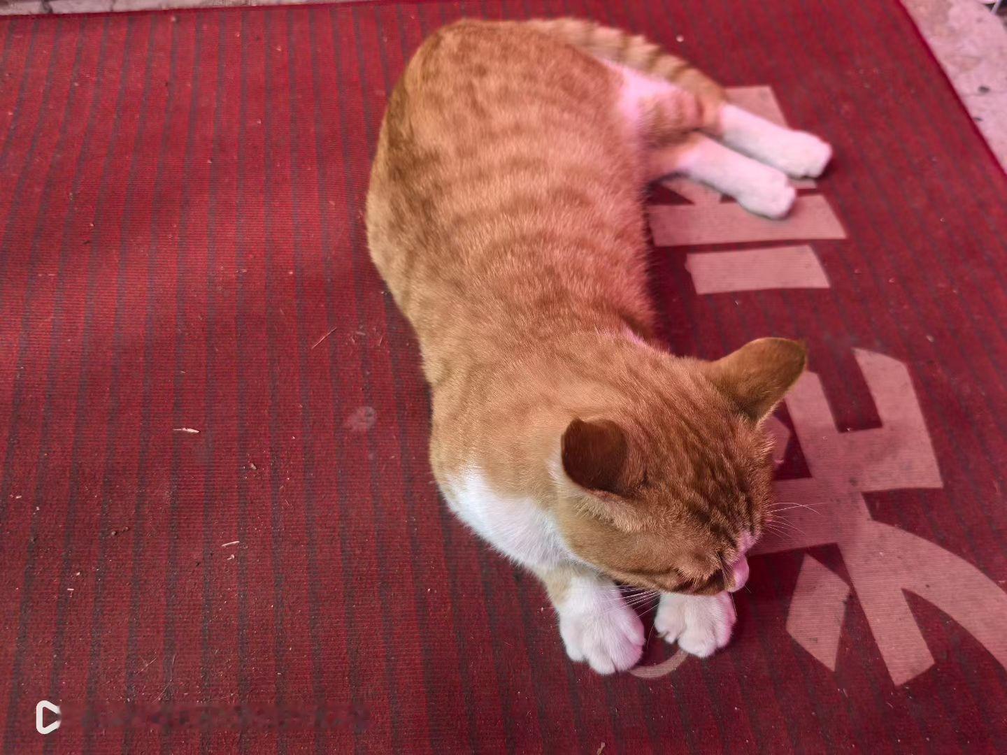 晒一晒日常|哇喔，这个流浪的猫猫找到家了🤩​楼下饭店的小两口儿收留了他。​白