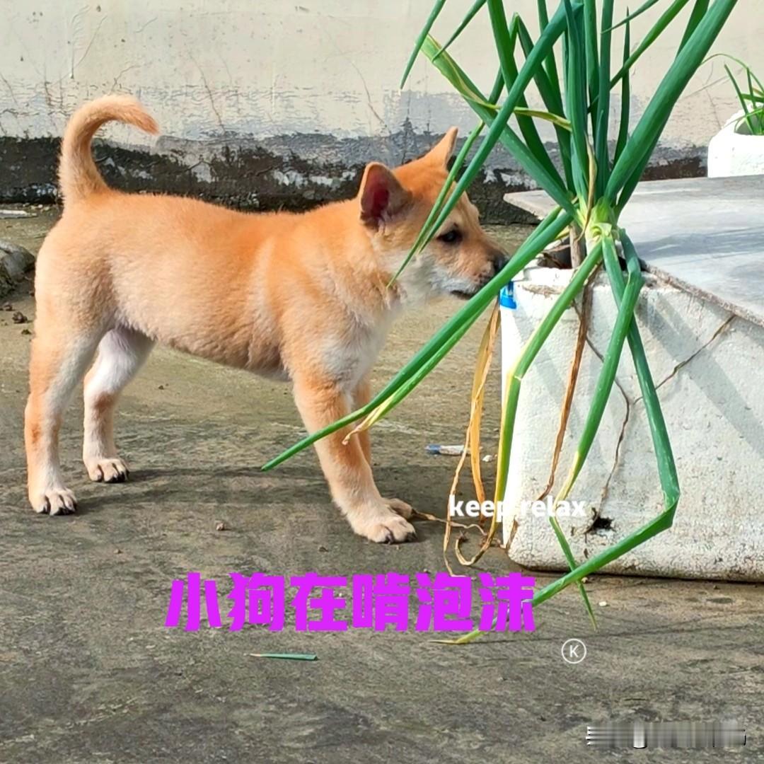 安徽的一个网友，花了六百多，在网上买了一只中华田园犬。小狗刚满两个月的样子，典型