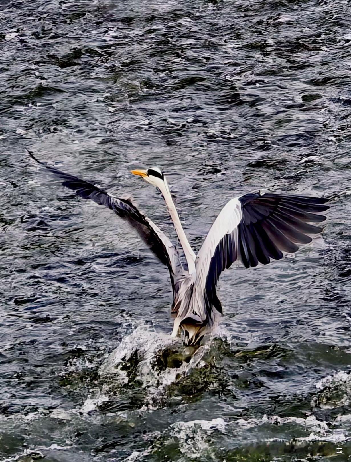 表姨的公公今年82岁，这几天在华西医院查出食道癌晚期。医院明确说不做手术，说年龄