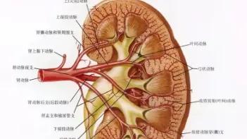 肾功能改善的黄金三角:盯紧这3个指标,尿毒症也能踩刹车!