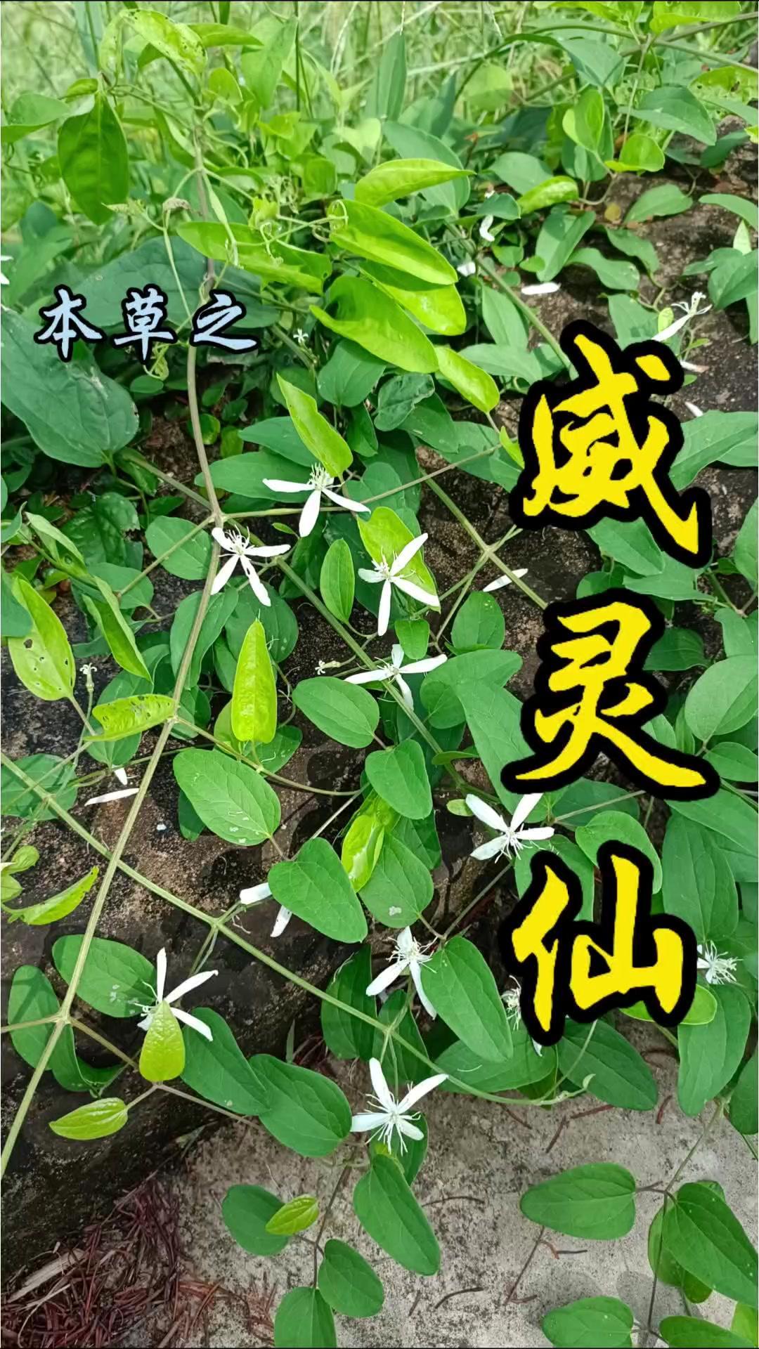 今天在路边草丛里发现了威灵仙，它的名字霸气十足，正对应着它祛风通络的强大功效。