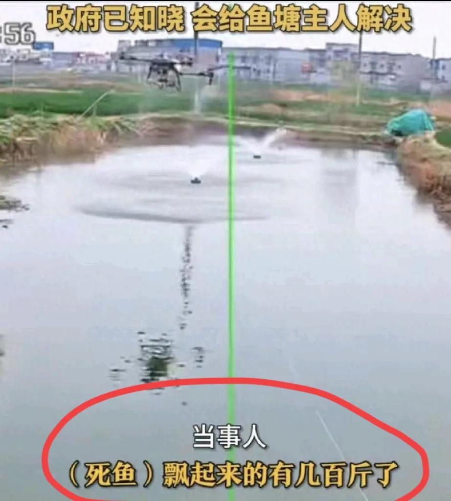 油菜花打药后，死蜜蜂我感觉不奇怪，但是我实在想不到，这药怎么就打到池塘里了，关键