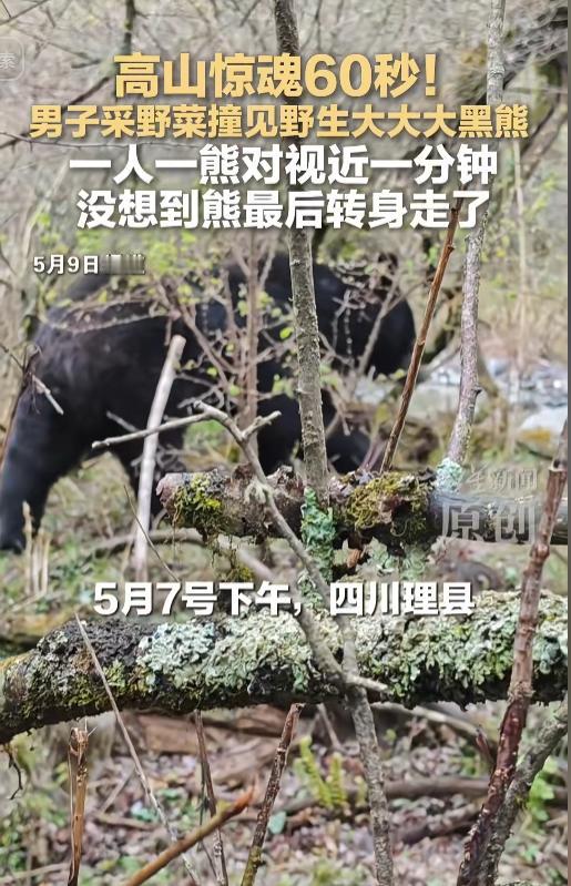 简直是命大太惊险了！四川阿坝一名男子在海拔三千米山林采野菜时，突然与一头三四百斤