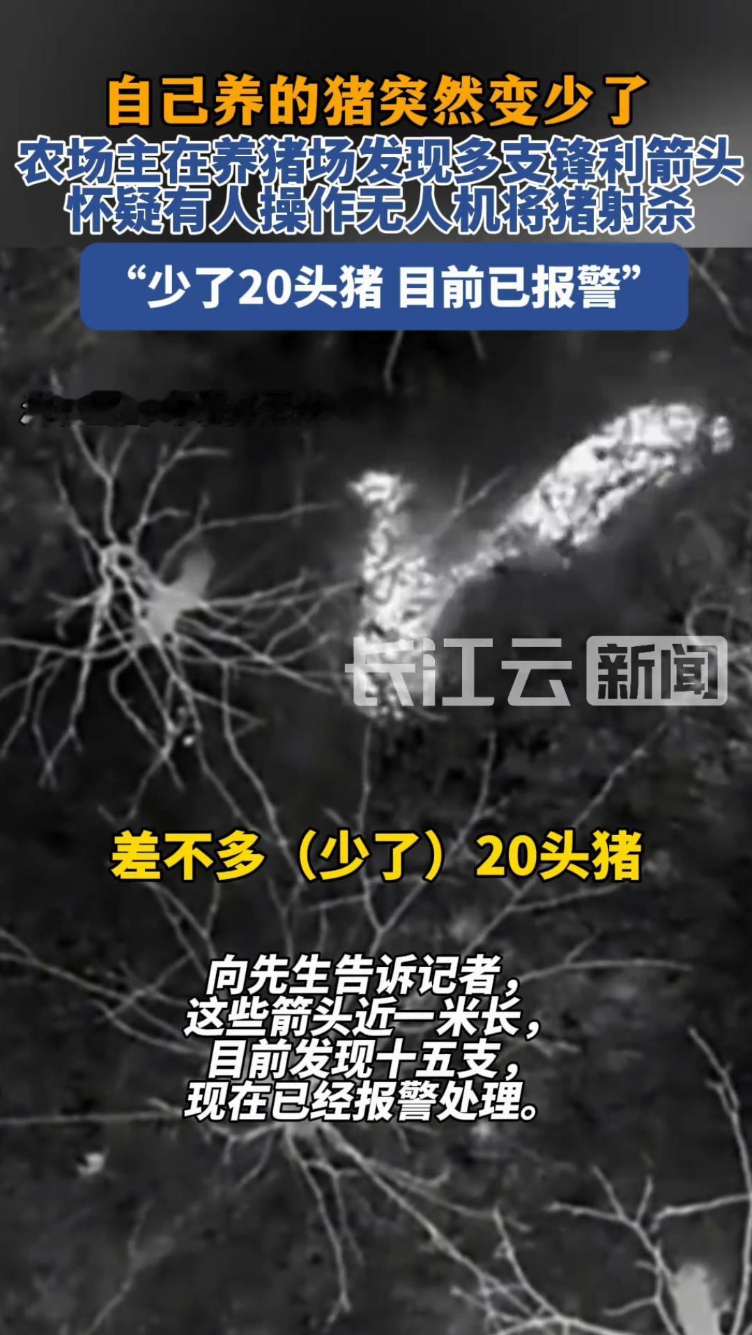 湖南长沙，一男子开养猪场，他发现猪场的猪突然变少，于是去寻找，不料竟在猪场发现1