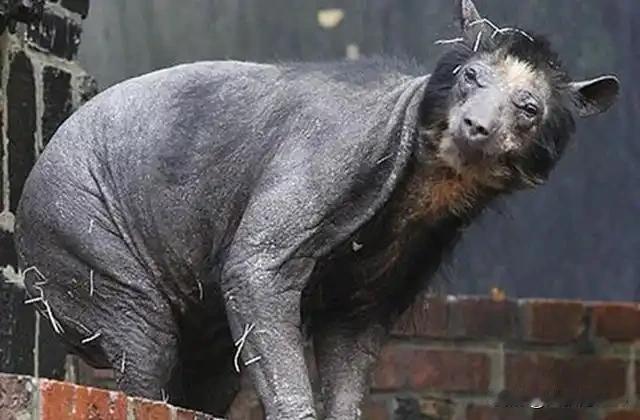 切尔诺贝利惊现蓝狗!核事故后宠物后代竟变色,专家揭秘真相各位朋友,最近有个