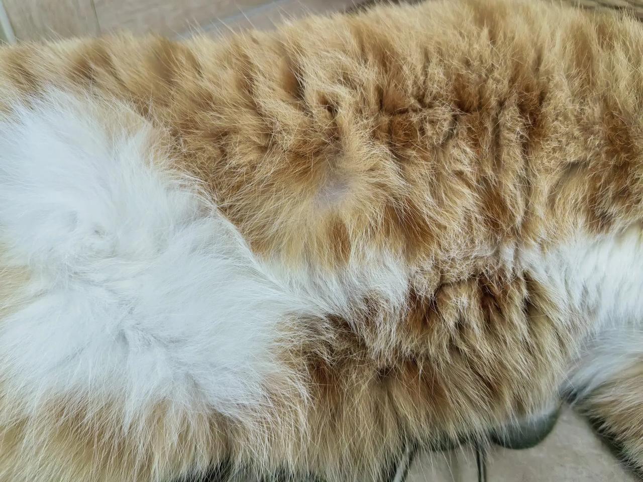 这就是蒜瓣毛，这就是小福兜，猫猫幸福生活的标志，看看你们家的猫猫有没有？旺财的
