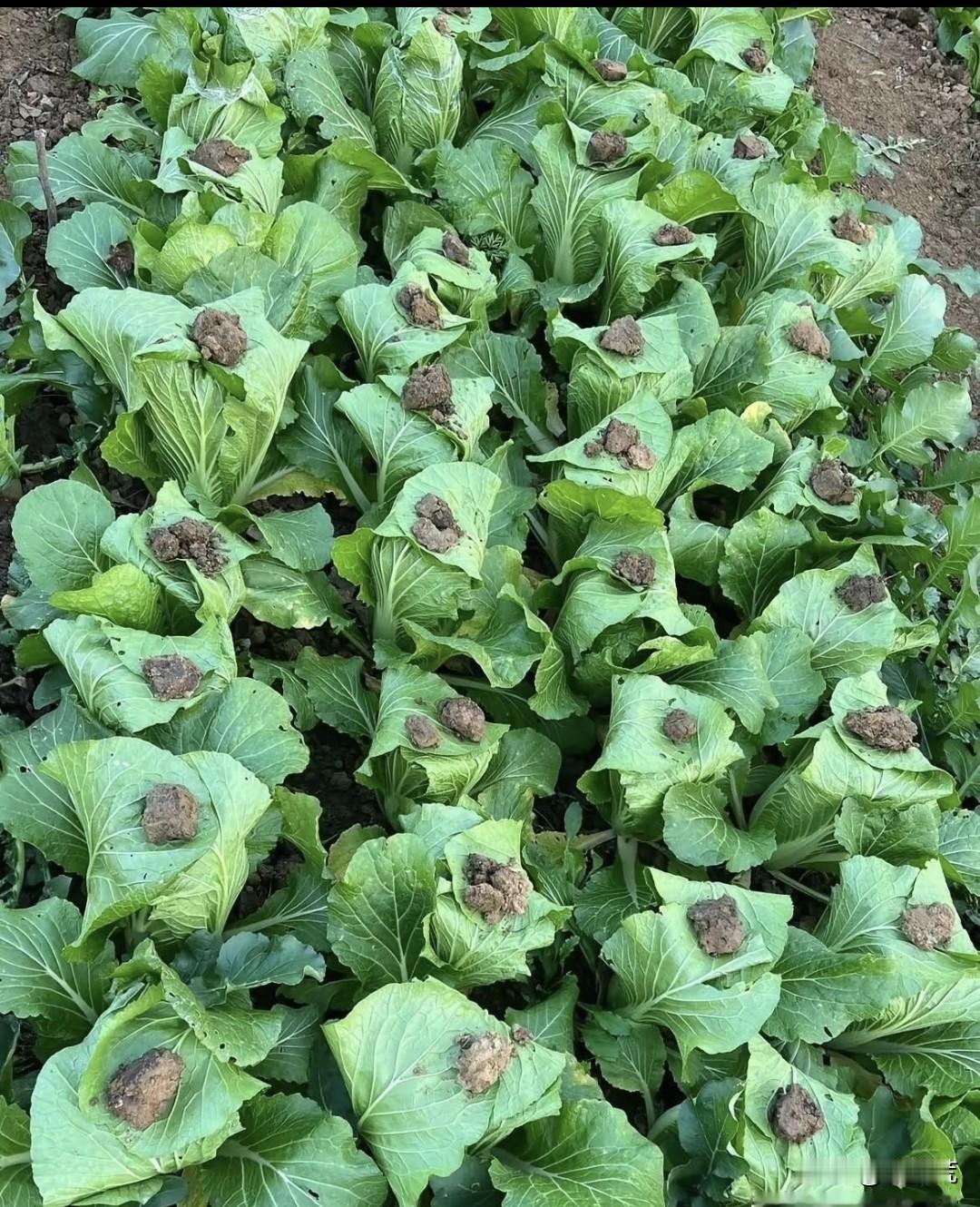 路过一片菜地，被菜农的操作惊呆了。有谁知道这是搞什么的吗？