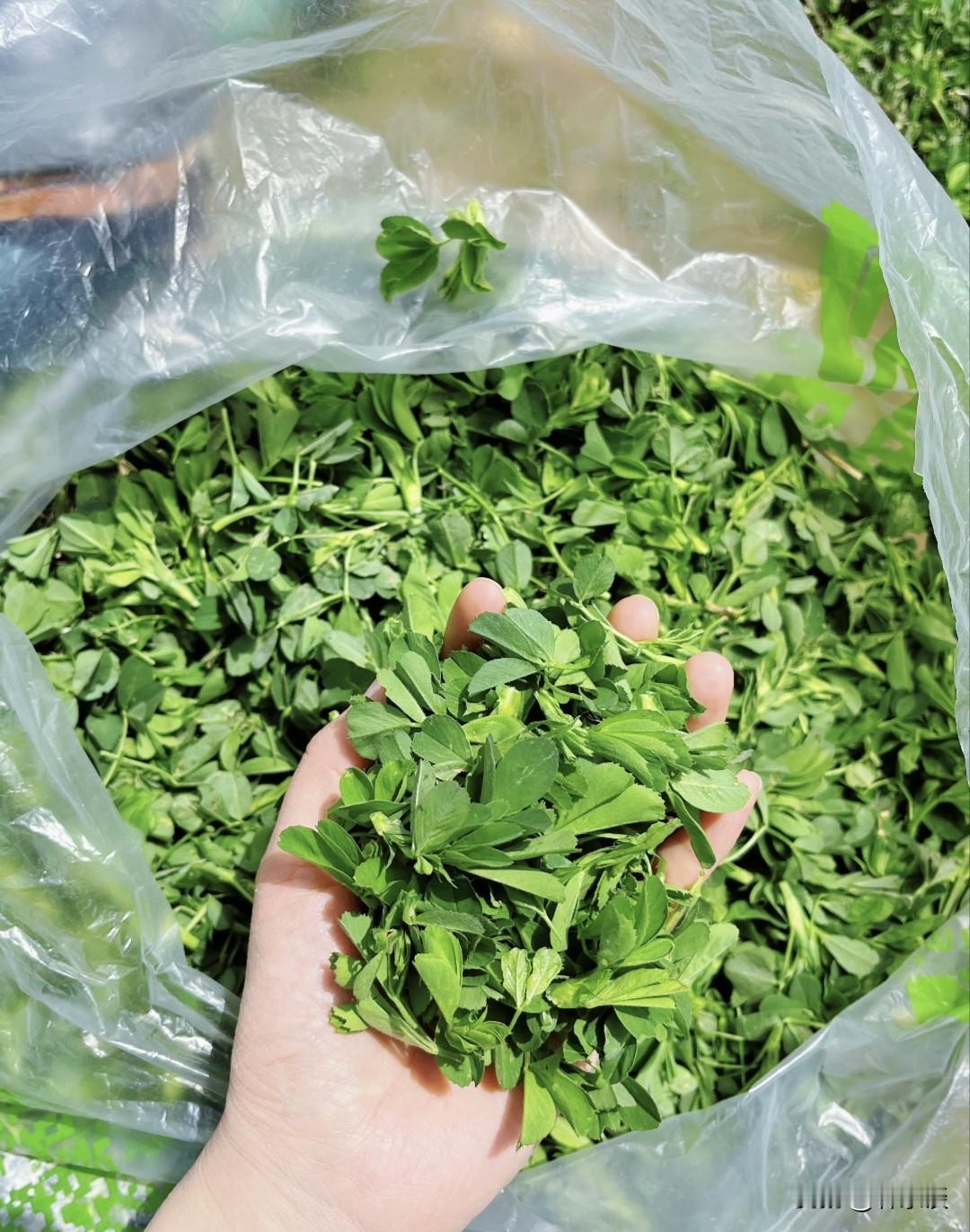今天去摘苜蓿了，摘下的苜蓿回家简单焯水，凉拌或包进饺子，一口咬下，满是春天的味道