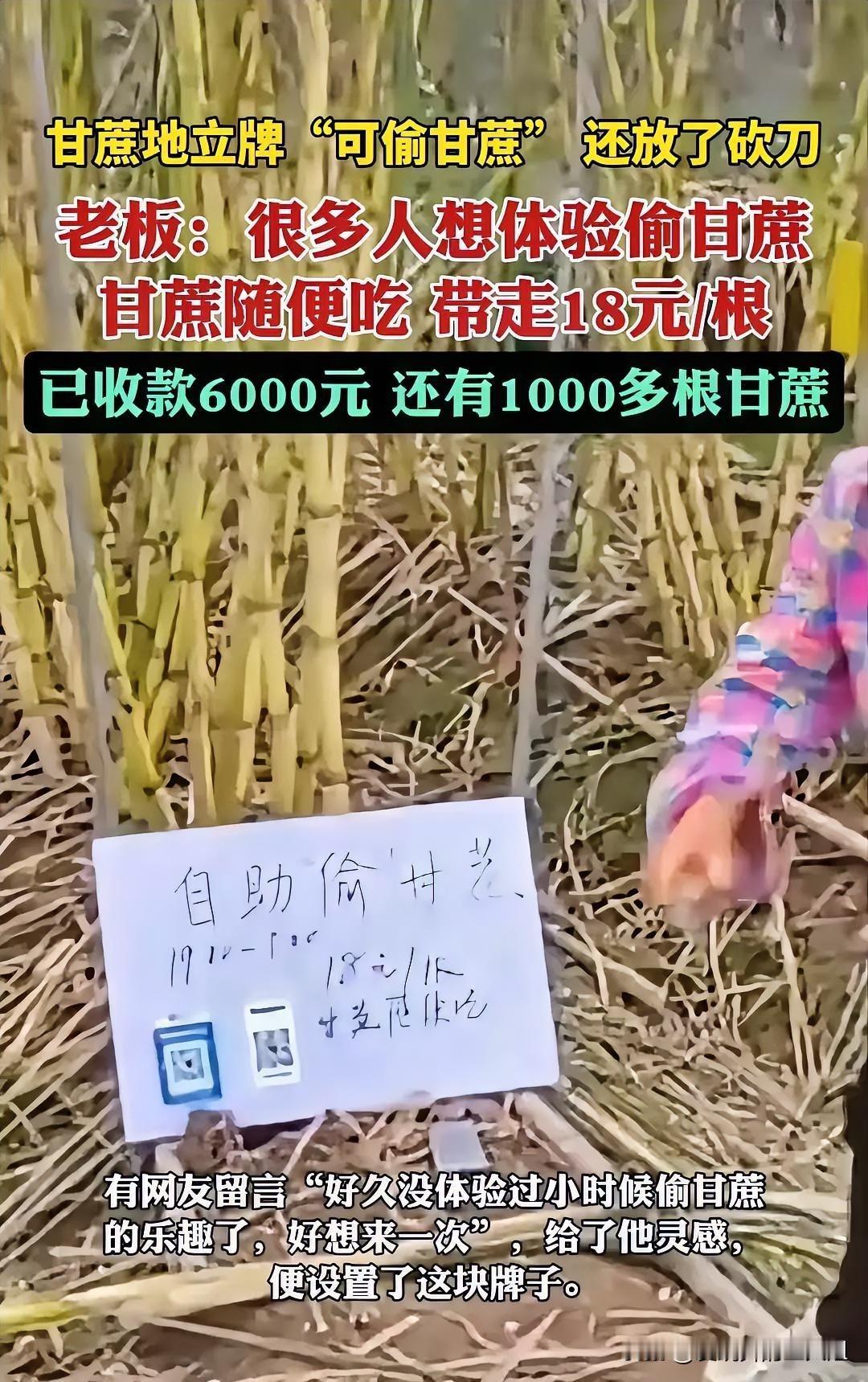 杭州,甘蔗地的主人邀约网友们去偷甘蔗,还给大家放了一把刀在那里,生怕大家偷的时候
