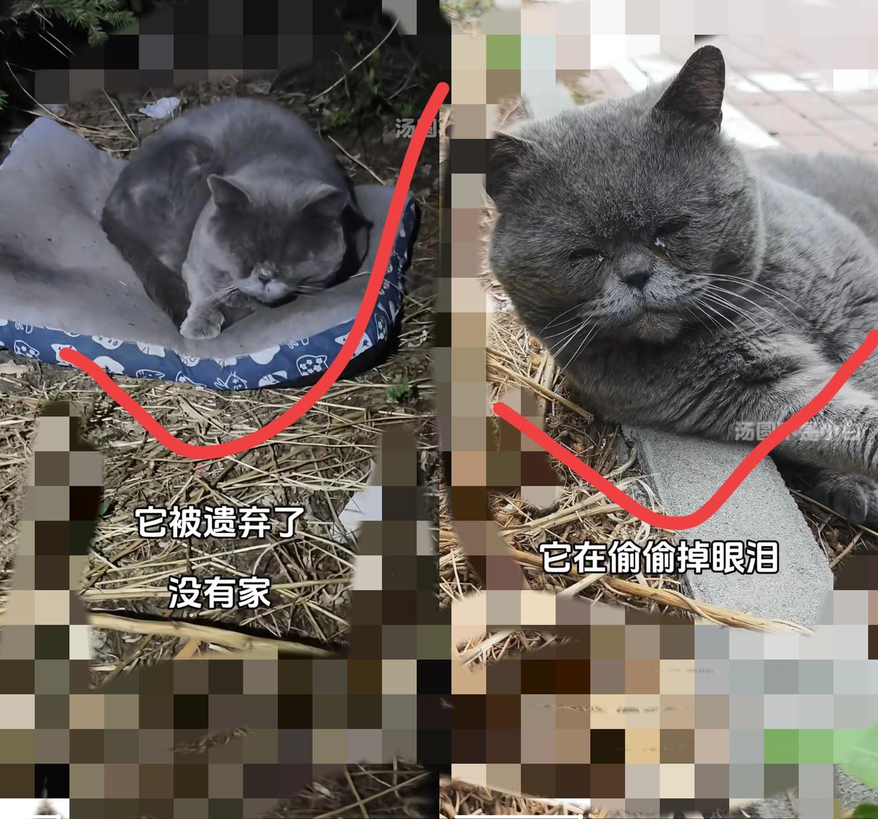 主人骑上电单车扬长而去的瞬间，被丢在街头的猫咪缩成一团，它不懂为什么曾经黏着的人