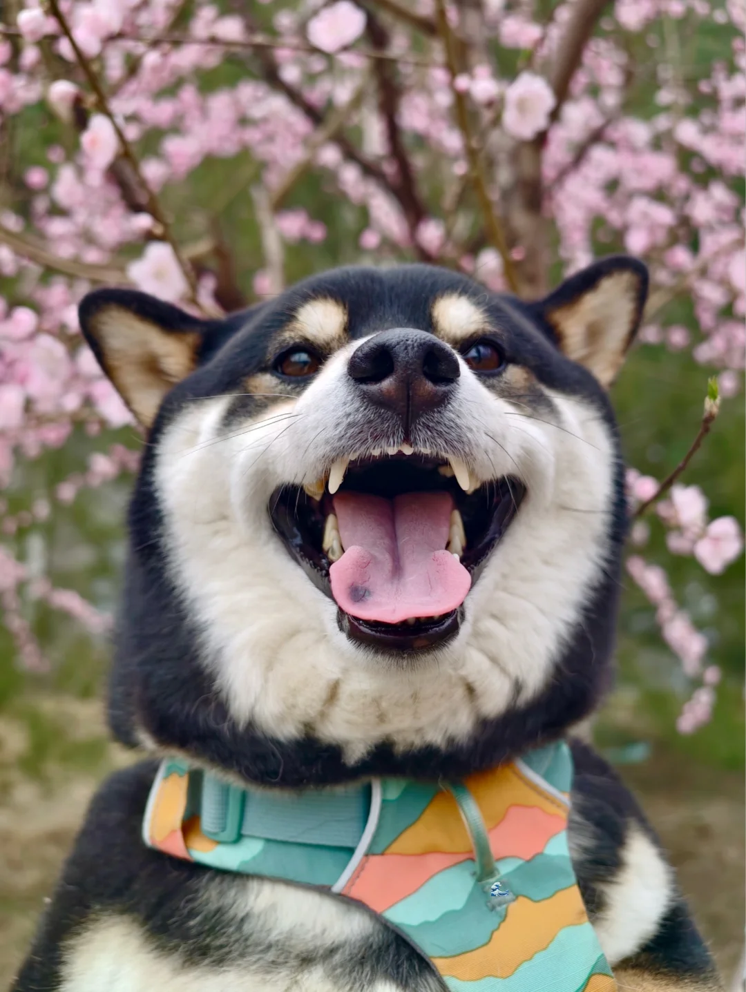 举着小狗看花花