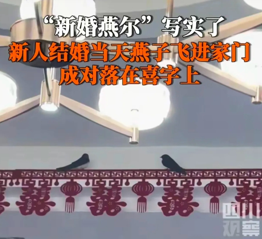 太神奇了！陕西西安一男子结婚，接新娘子进门时突然飞进两只燕子，在客厅盘旋了几圈后