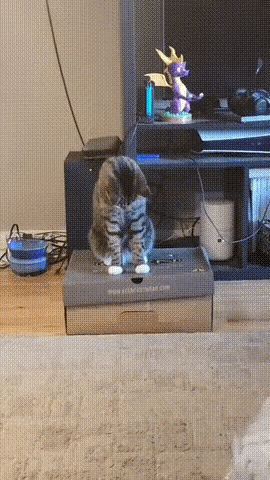 不敢相信。一个那么小的孔，一只猫可以穿过去？
