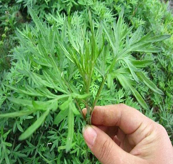 体内湿气重怎么办? 泡脚水里放一小把, 几十年的湿气没了, 真管用