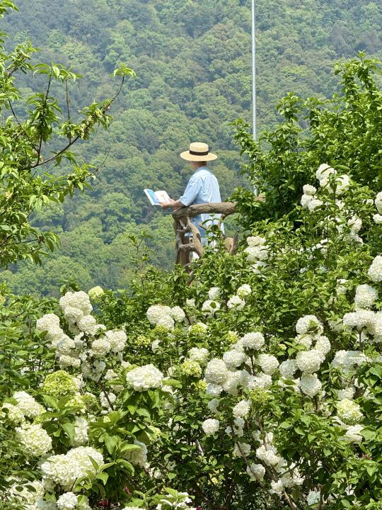 重庆0.5h！！绣球花海太美了！！4.7实拍📸