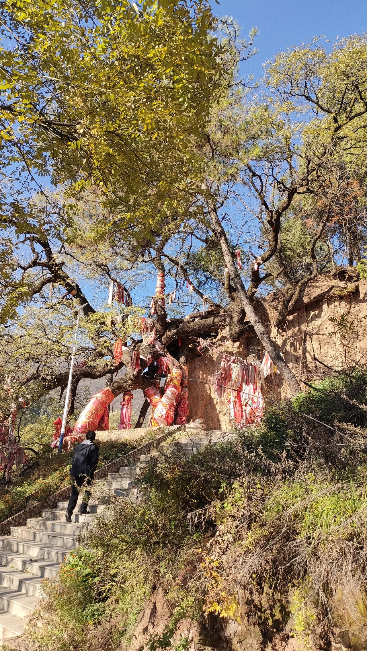 合阳神树。在合阳与韩城交界的山村里，有一株神树，树龄超过千年，当地人将其当作神灵