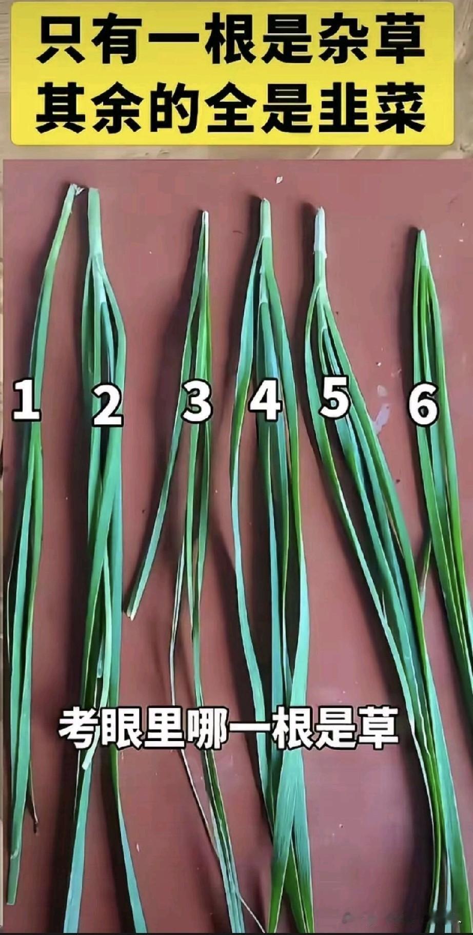 3号是不是杂草？